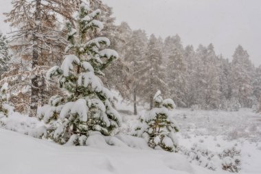Güzel kış orman snowdrifts, kar, yeşil Ladin ve sonbaharda bir kar yağışı sırasında altın larches