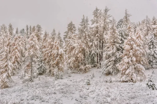 Beautiful Winter Forest Snowdrifts Snow Green Spruces Golden Larches Snowfall — Stock Photo, Image
