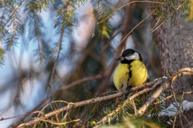 Şirin kuş baştankara Parus major çam ağacıyla ayçiçeği yakın çekim kışın