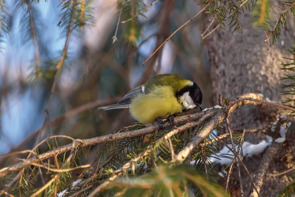 Cute Bird Titmouse Parus Major Close Spruce Tree Sunflower Winter — Stock Photo, Image