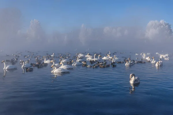 Hermosos Cisnes Feroces Cygnus Cygnus Patos Lago Una Mañana Soleada — Foto de Stock