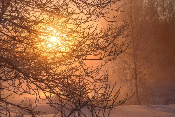 Niesamowite Dawn Różowy Zima Żółte Słońce Przez Gałęzie Drzew Zaspy — Zdjęcie stockowe
