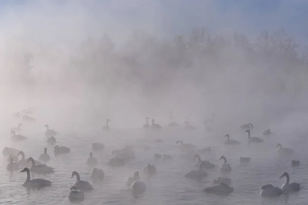 Beautiful Winter Morning Heavy Fog Lake Swans Ducks Trees Frost — Stock Photo, Image
