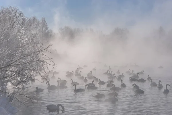 Beautiful Winter Morning Heavy Fog Lake Swans Ducks Trees Frost — Stock Photo, Image