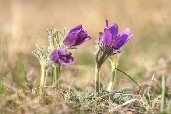 Pulsatilla bloem lente pulsatilla vulgaris — Stockfoto