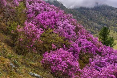 ormangülü dağ bahar sakura Sibirya