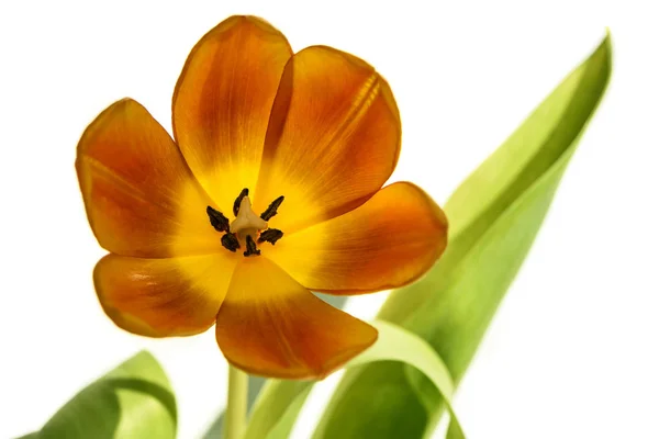 Tulipan pomarańczowy kwiat na białym tle — Zdjęcie stockowe