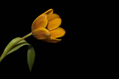 Lale portakal çiçeği siyah arka plan 