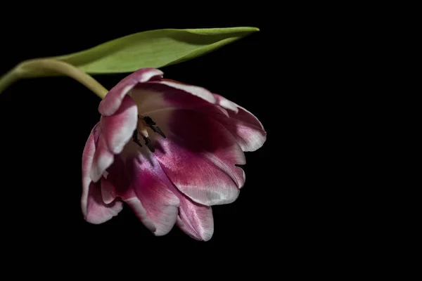 Tulipán purpurová bílý okraj černé pozadí — Stock fotografie