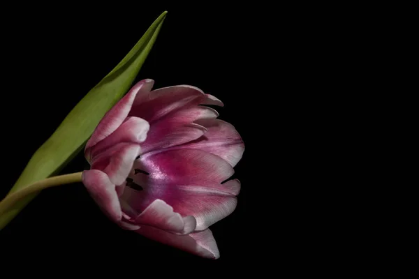 Tulipe magenta blanc bordure fond noir — Photo