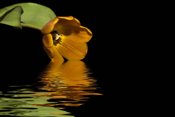 Tulipa laranja preto fundo água reflexão — Fotografia de Stock