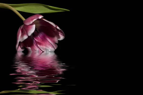 Tulppaani magenta musta tausta veden heijastus — kuvapankkivalokuva