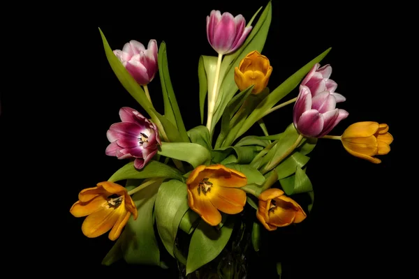 tulips bouquet orange magenta black background