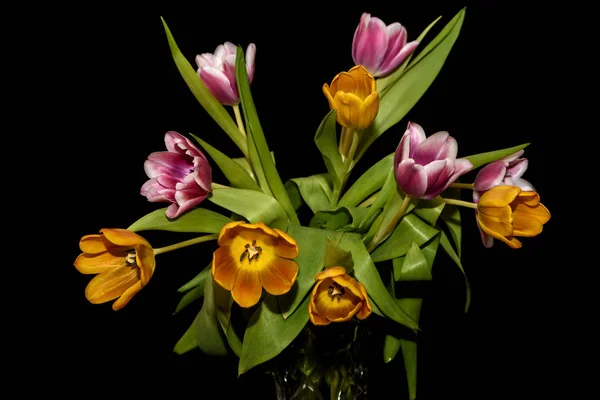 Tulips bouquet orange magenta black background — Stock Photo, Image