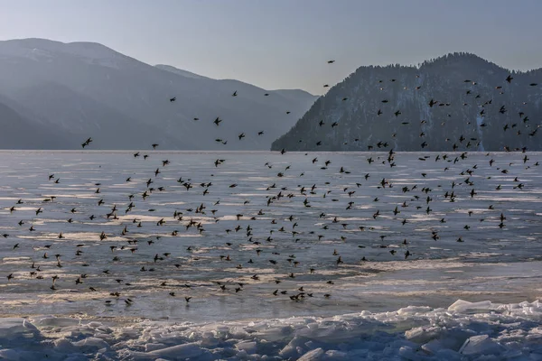 Aves montañas lago hielo nieve invierno —  Fotos de Stock