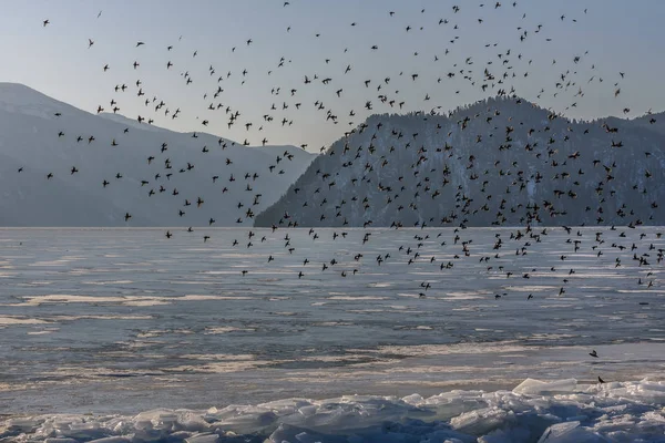 Aves montañas lago hielo nieve invierno —  Fotos de Stock