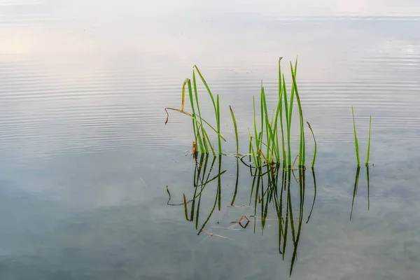 Seegras Reflexion Wasser — Stockfoto