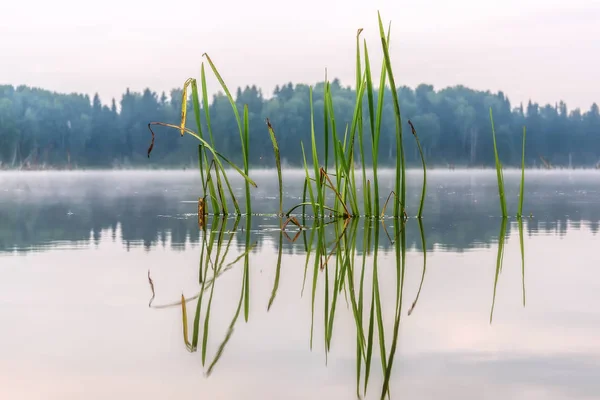 Seegras Reflexion Wasser — Stockfoto