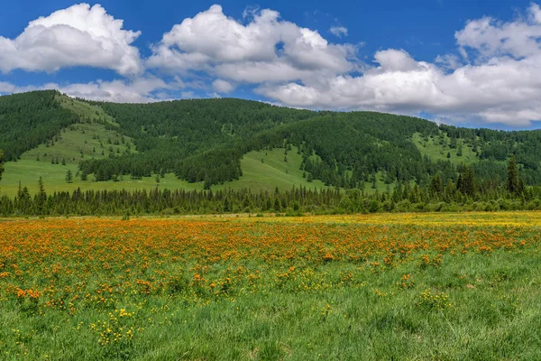 Flowers orange mountains meadow clouds — Stock Photo, Image