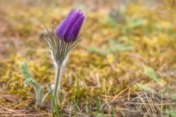 Pasque flower spring pulsatilla vulgaris — Stock Photo, Image