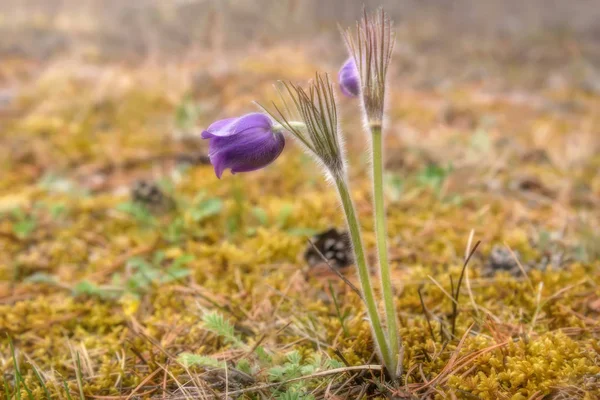 Pulsatilla bloem lente pulsatilla vulgaris — Stockfoto