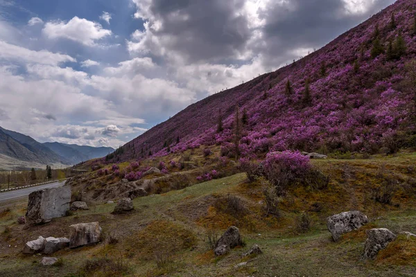 Rhododendron mountains overcast road — Stock Photo, Image