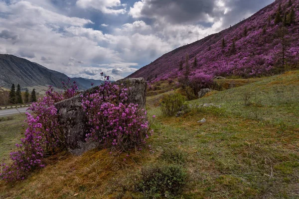 Rhododendron Mountains mulen väg — Stockfoto
