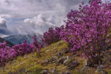 ormangülü dağ bahar bulutlu