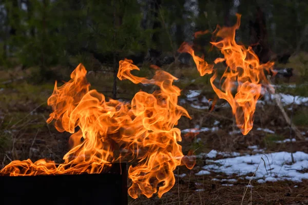 Fiamma fuoco foresta falò — Foto Stock
