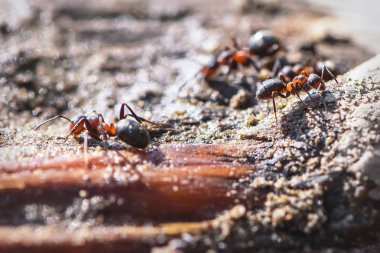 kırmızı karınca closeup kum