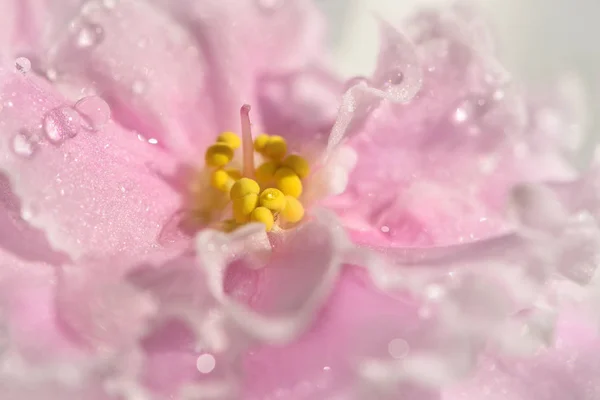 Saintpaulia pink flower border white water drops — Stock Photo, Image