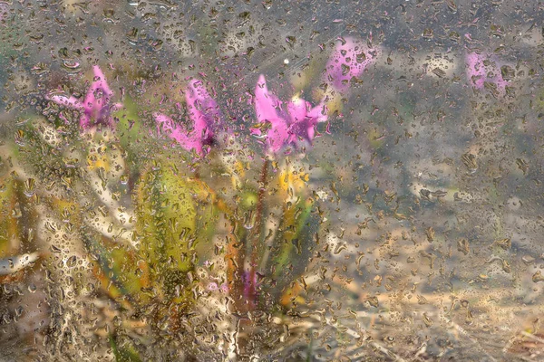 drops water glass rain flowers meadow spring