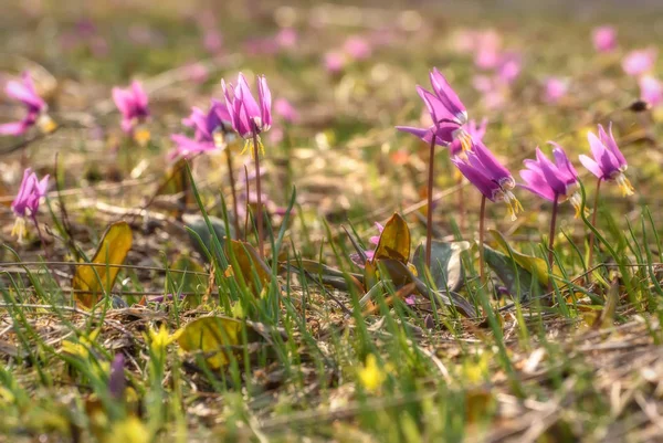 Wildblumen magenta frühling erythronium wiese — Stockfoto