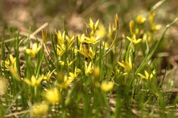 Gelbe Wildblumen Gagea Frühling — Stockfoto