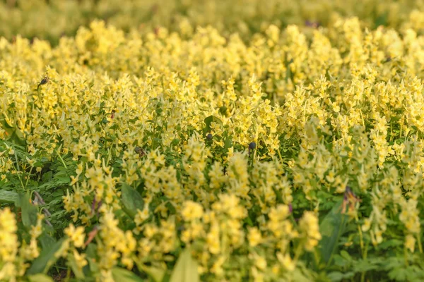 Prairie printanière jaune fleurs sauvages — Photo