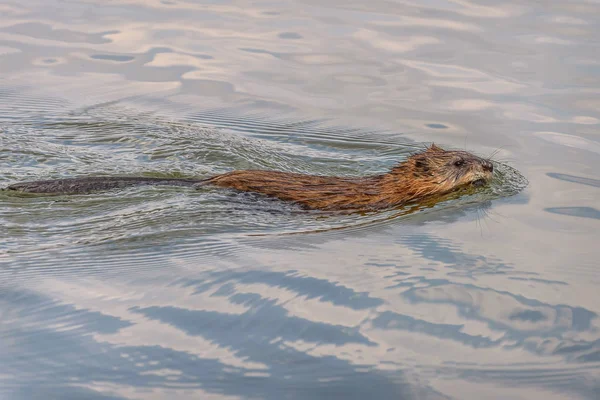 muskrat gölü yüzme kyüzme suyu