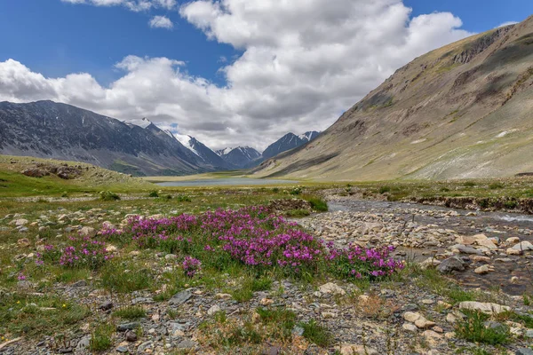 Berg Lake River blommor sommar moln — Stockfoto