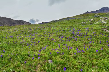 çiçekler menekşe viyola çayır dağlar yamaç