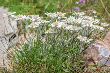 edelweiss çiçekler closeup taş yaz