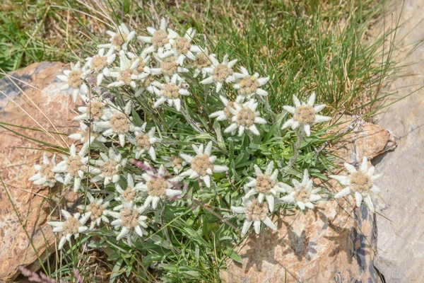 Edelweiss flowers closeup stone summer — Stock Photo, Image