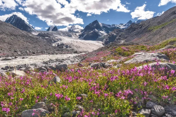Ledovcové hory Vrba čajové květiny řeka — Stock fotografie