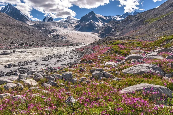 Buzul dağlar söğüt çay çiçekleri nehir — Stok fotoğraf