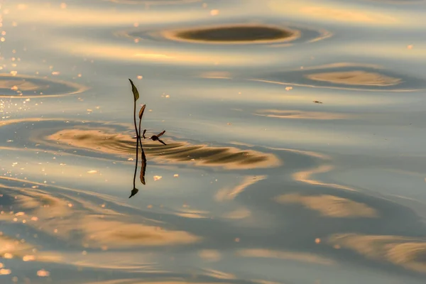 Water grass lake reflection sunset waves — Stock Photo, Image