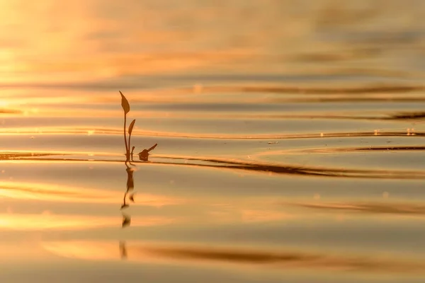 Su çim göl yansıması günbatımı dalgaları — Stok fotoğraf