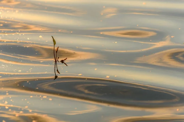 Su çim göl yansıması günbatımı dalgaları — Stok fotoğraf