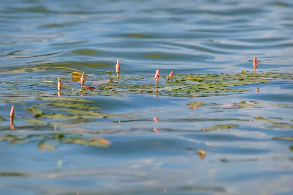 Water flowers lake waves leaves — Stock Photo, Image