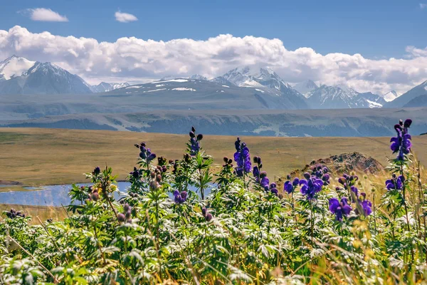 Berg blommor sjö sommar moln — Stockfoto