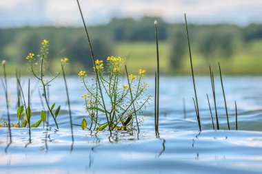 su çiçekleri sarı göl dalgaları