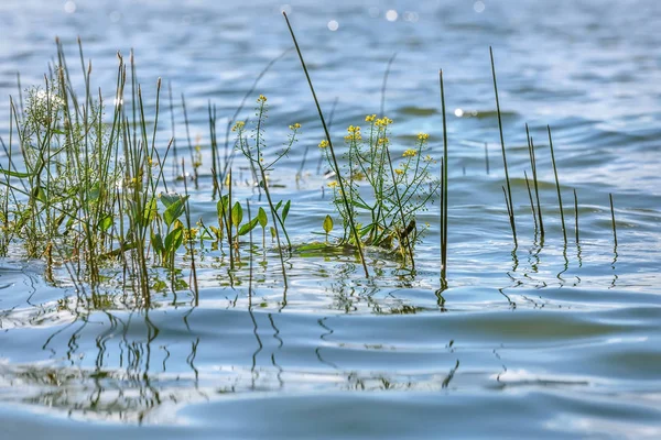 Водяні квіти жовті хвилі озера — стокове фото