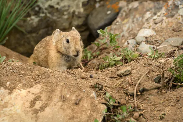 Pika burrow stones rodent — Stock Photo, Image